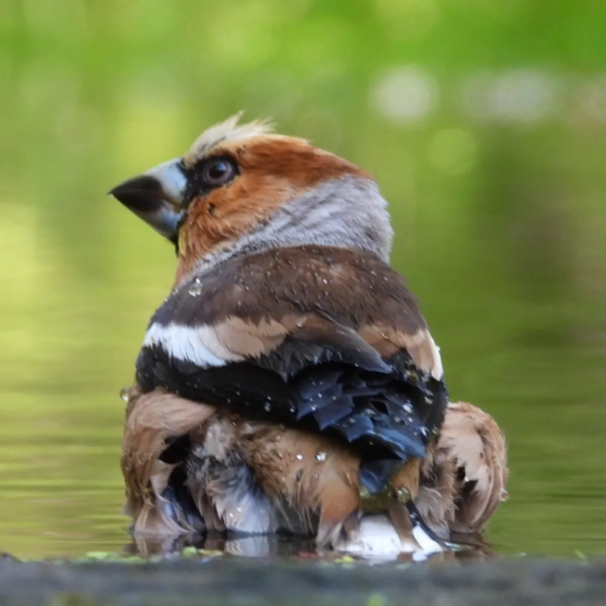 Spotted Hawfinch
