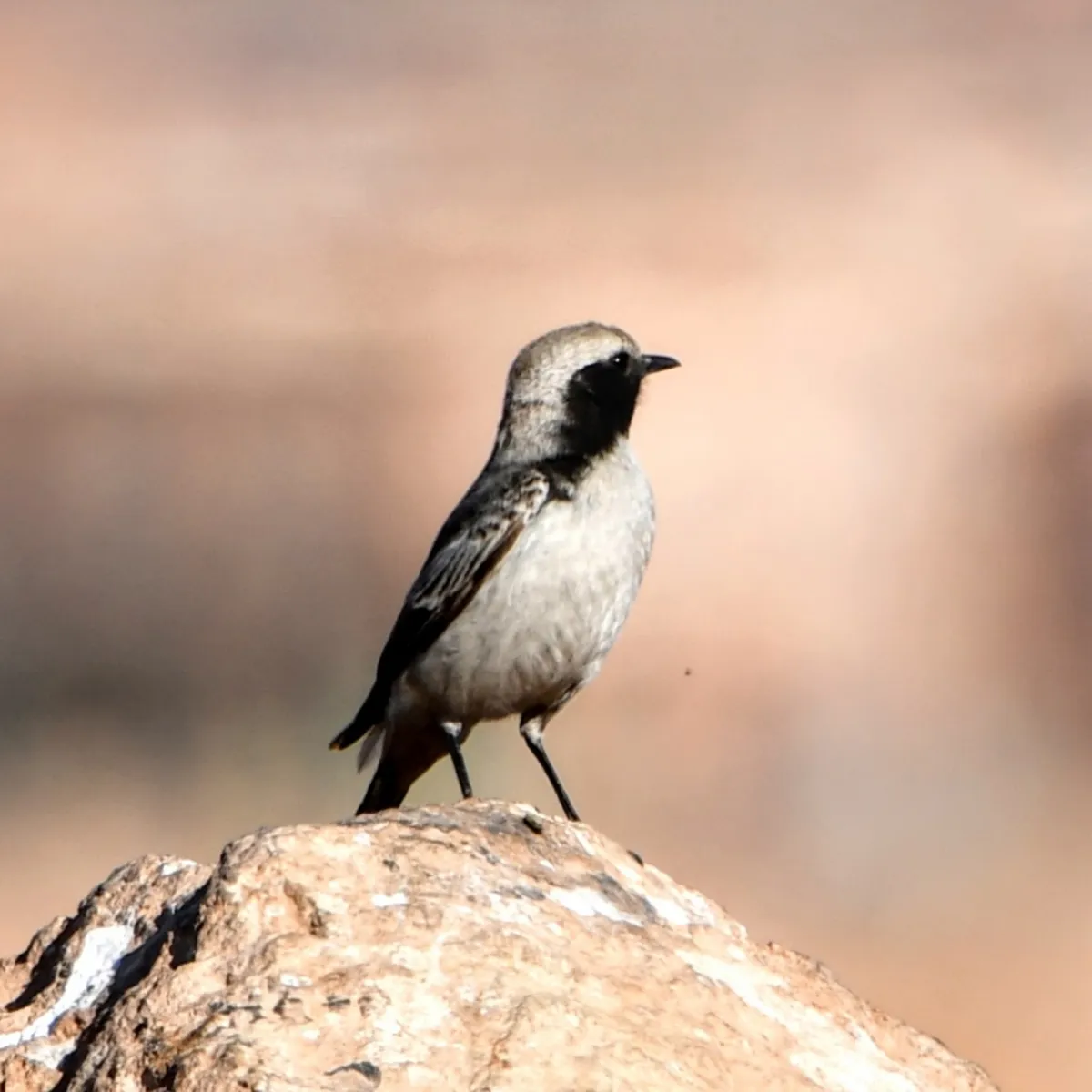 Gespotte Roodstaarttapuit