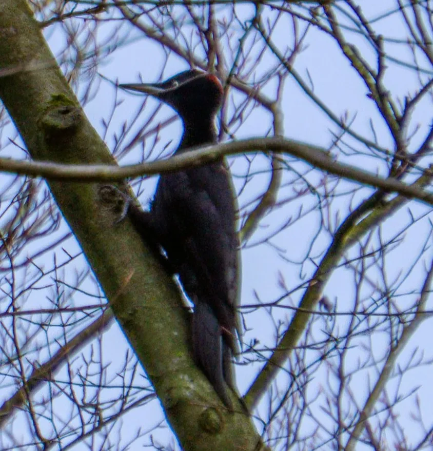 Spotted Black Woodpecker