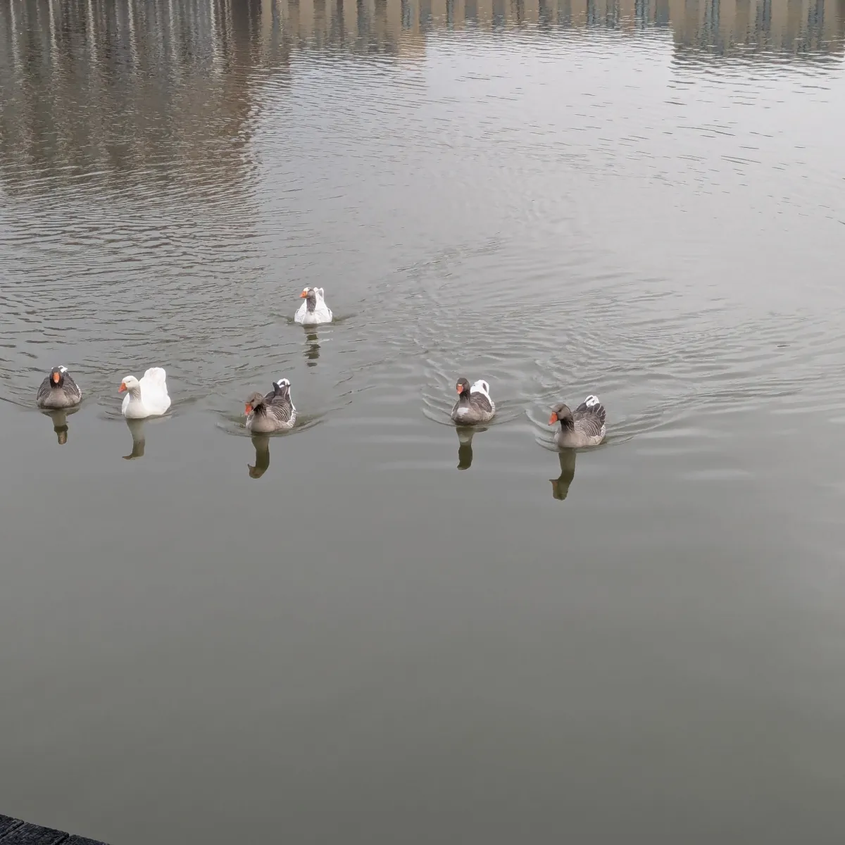 Gespotte Grauwe gans