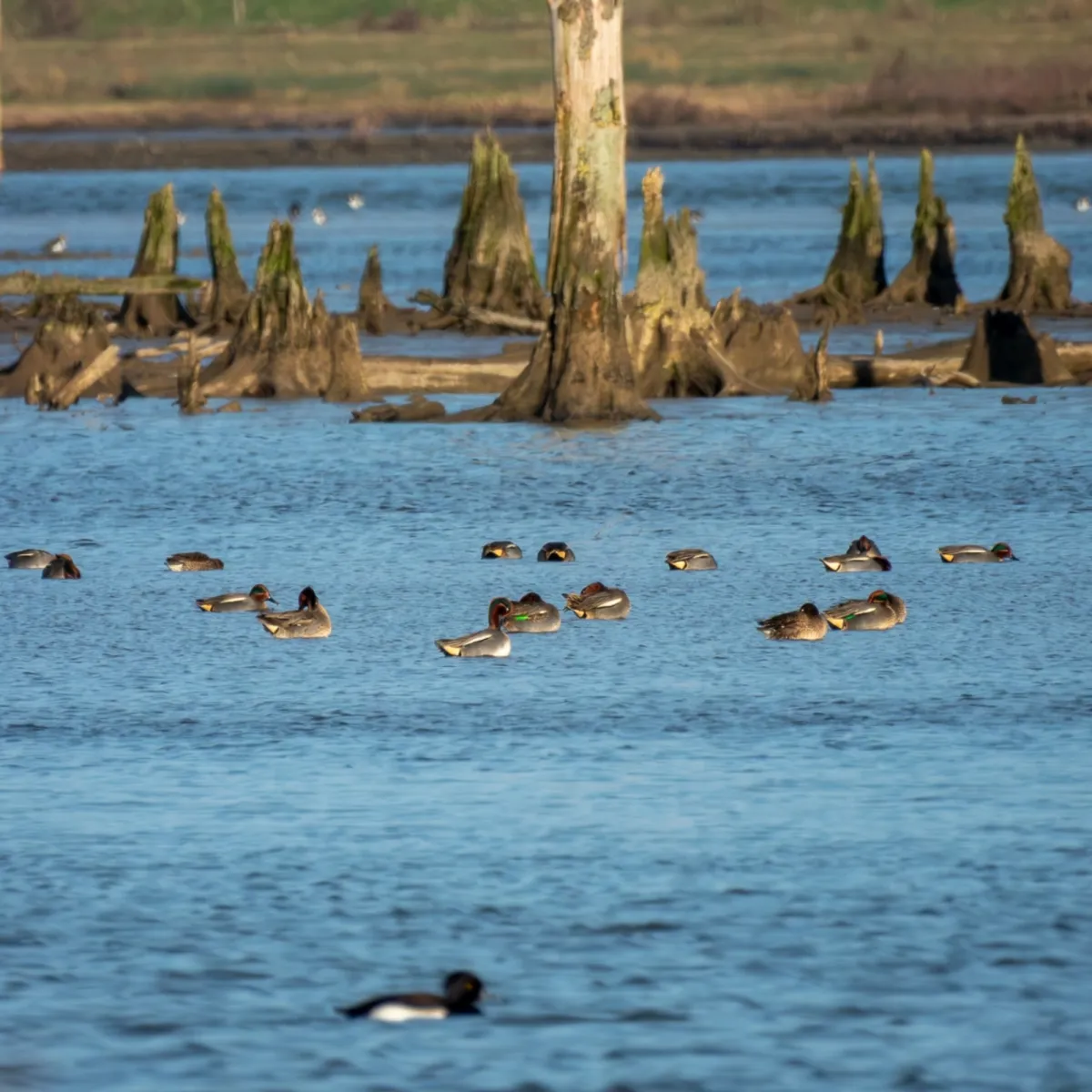 Spotted Green-winged Teal