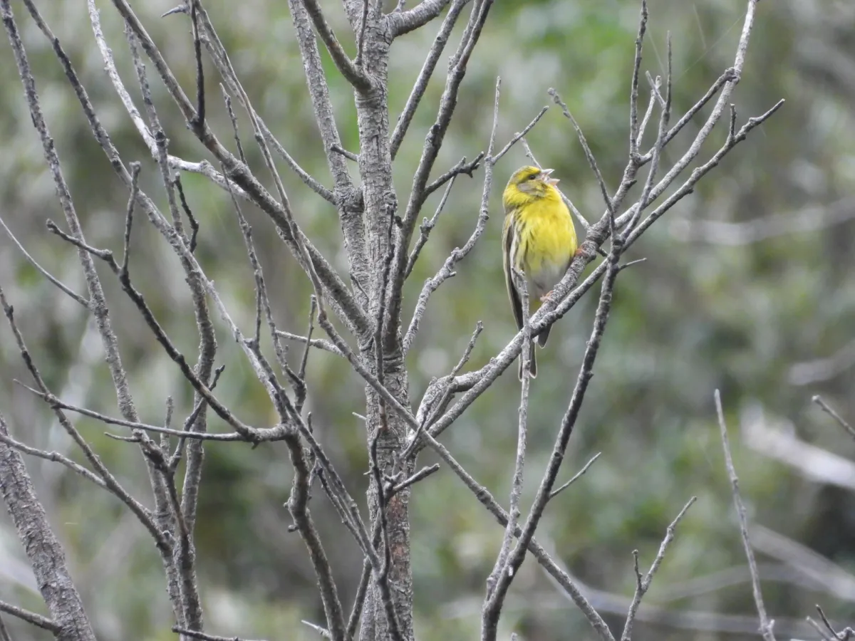 Spotted European Serin
