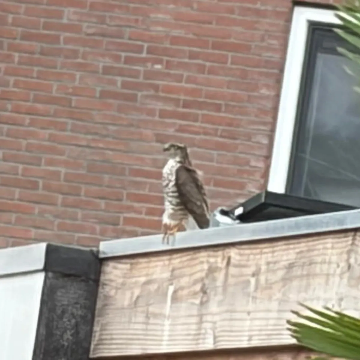 Spotted Eurasian Sparrowhawk