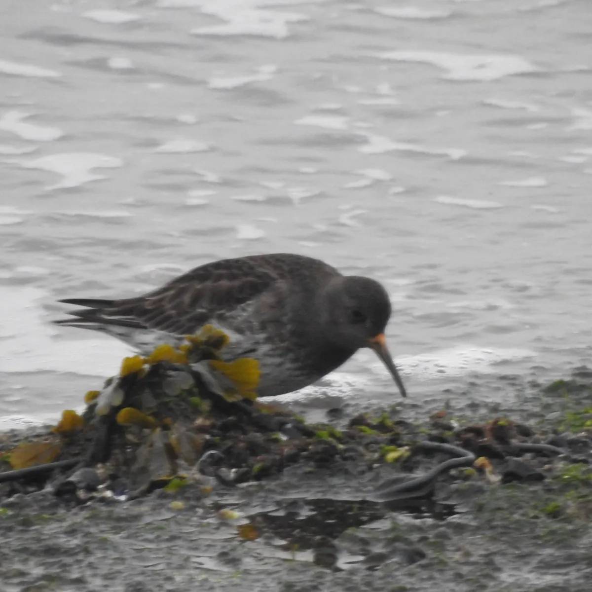 Spotted Purple Sandpiper