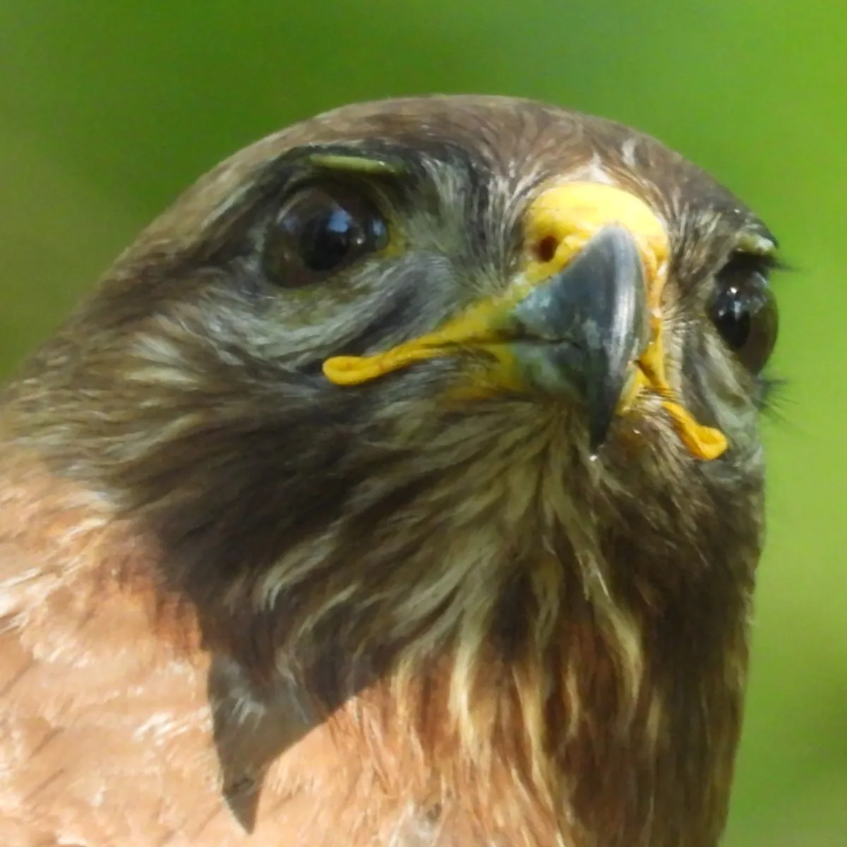 Waargenomen Buizerd