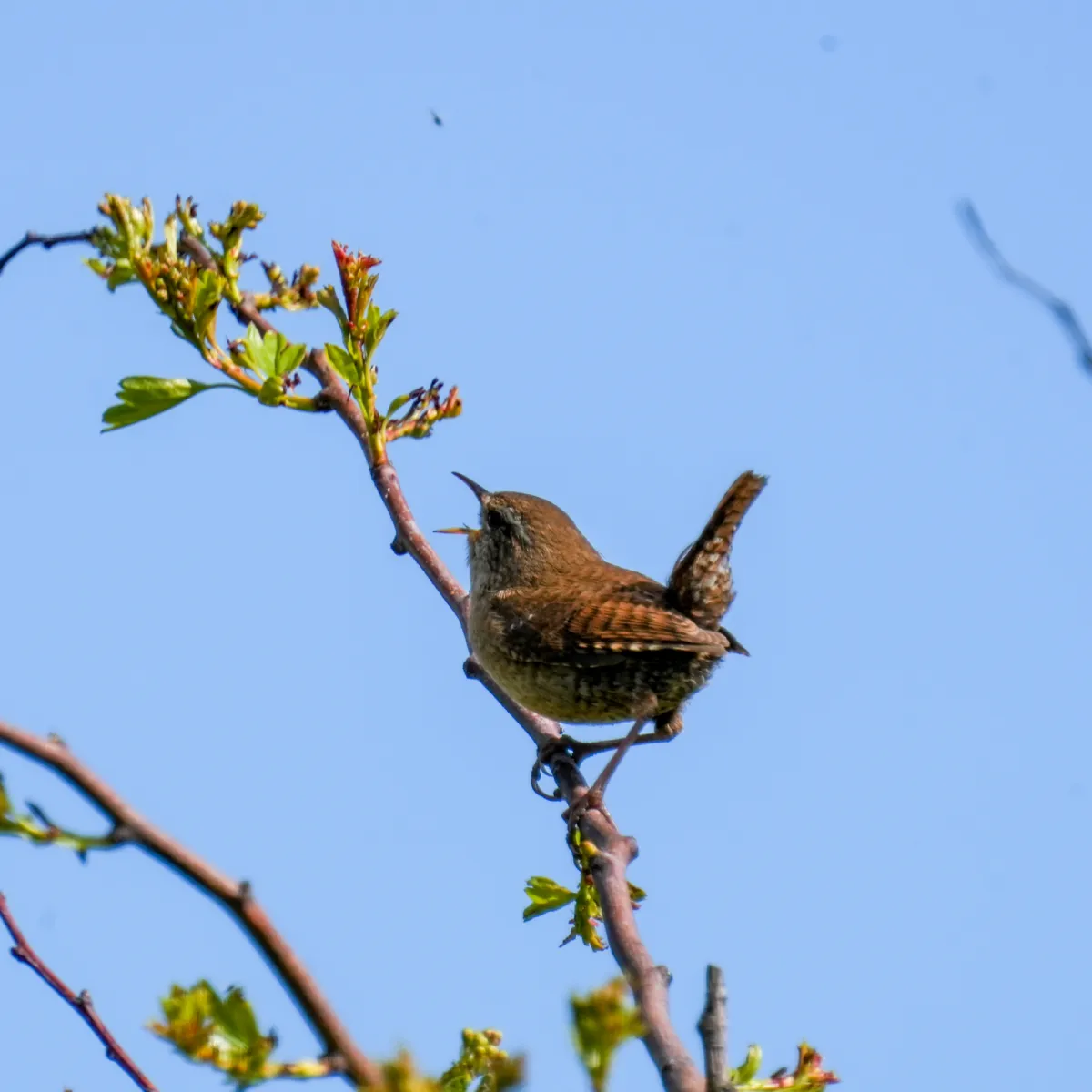 Gespotte Winterkoning