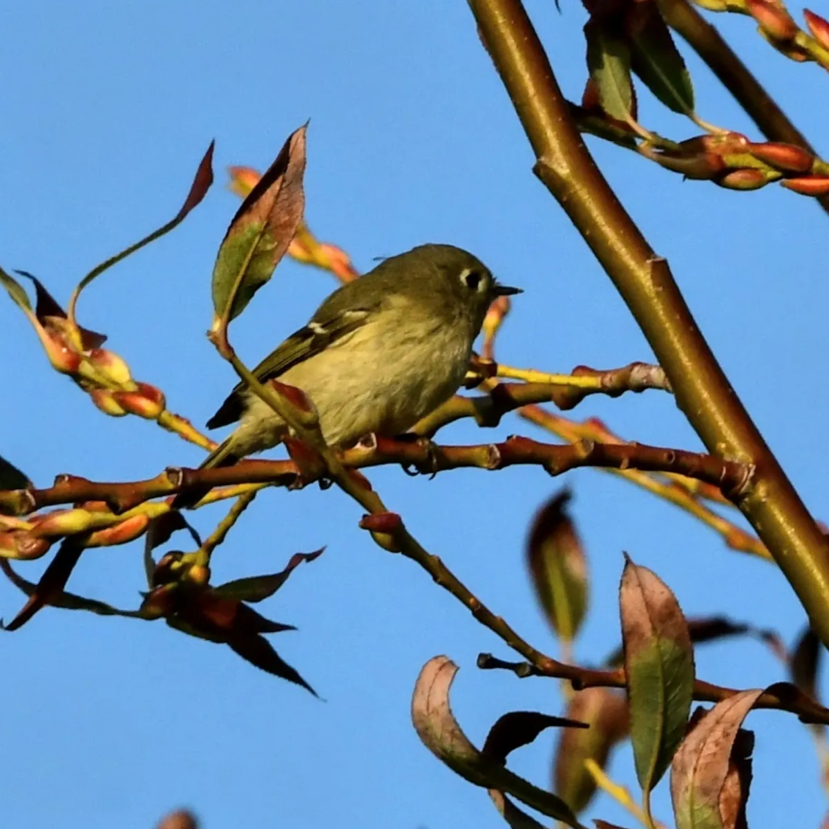 Spotted Ruby-crowned Kinglet