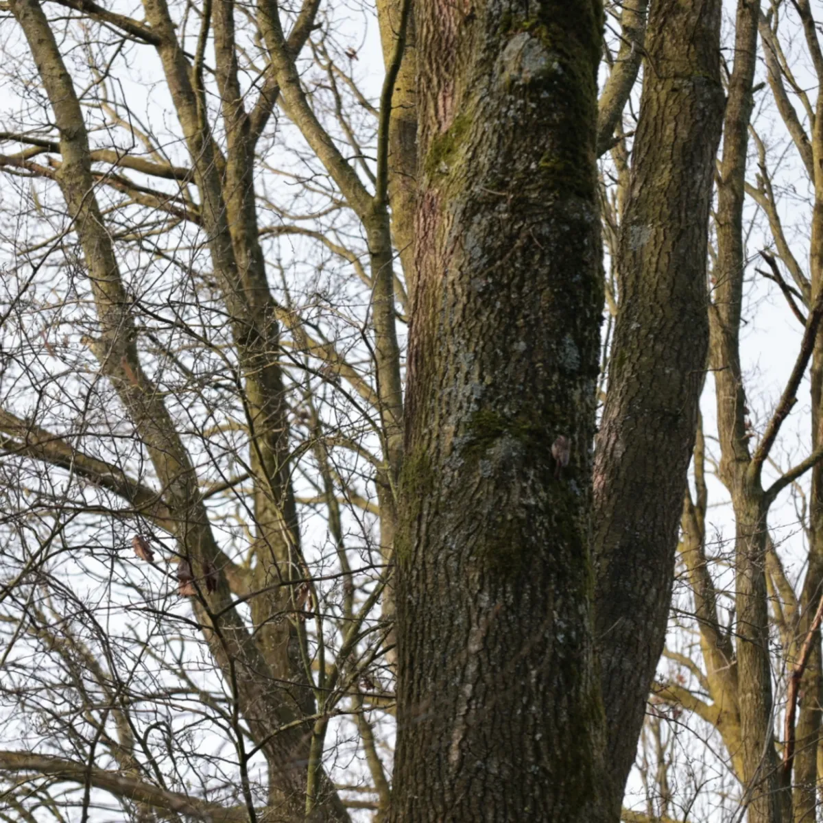 Gespotte Boomkruiper