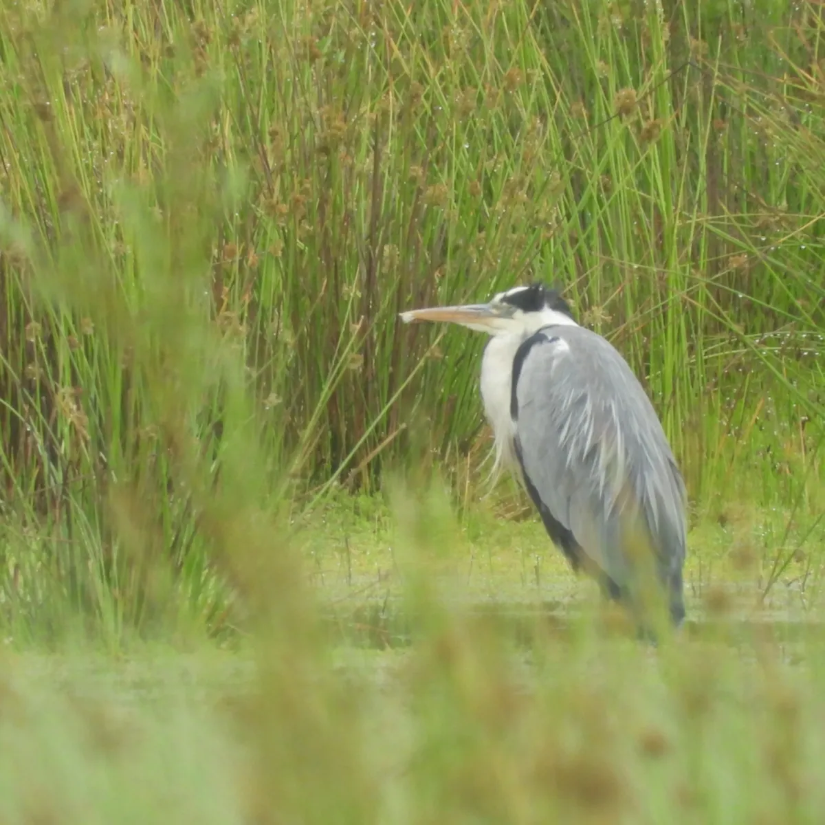Waargenomen Blauwe reiger