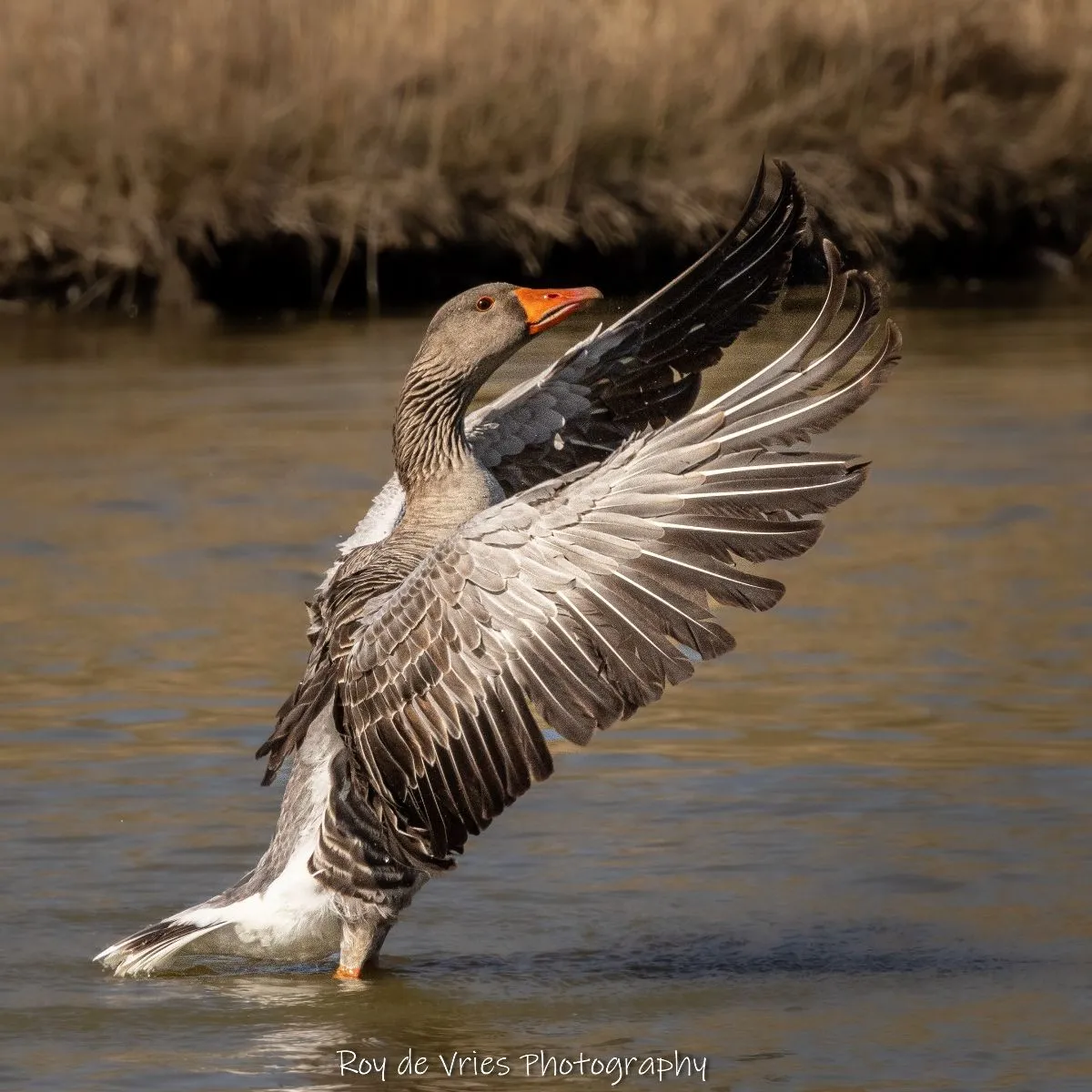 Gespotte Grauwe gans