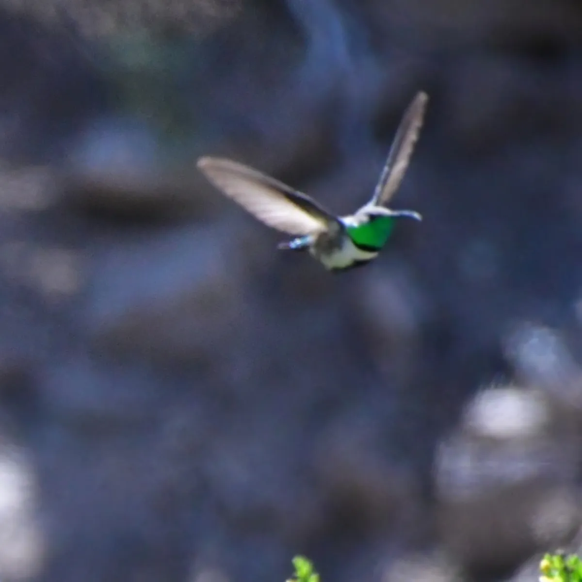 Spotted White-sided Hillstar