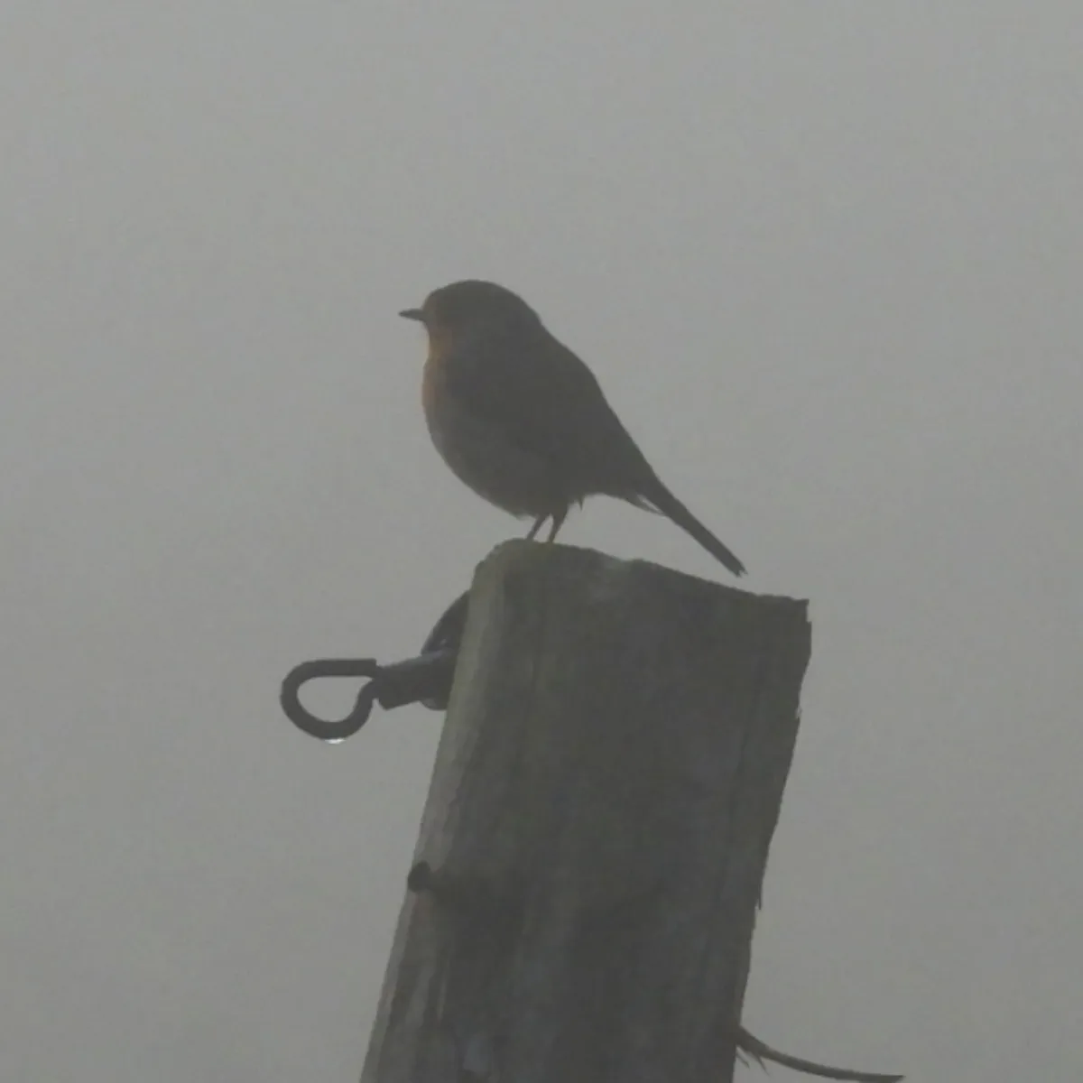 Spotted European Robin