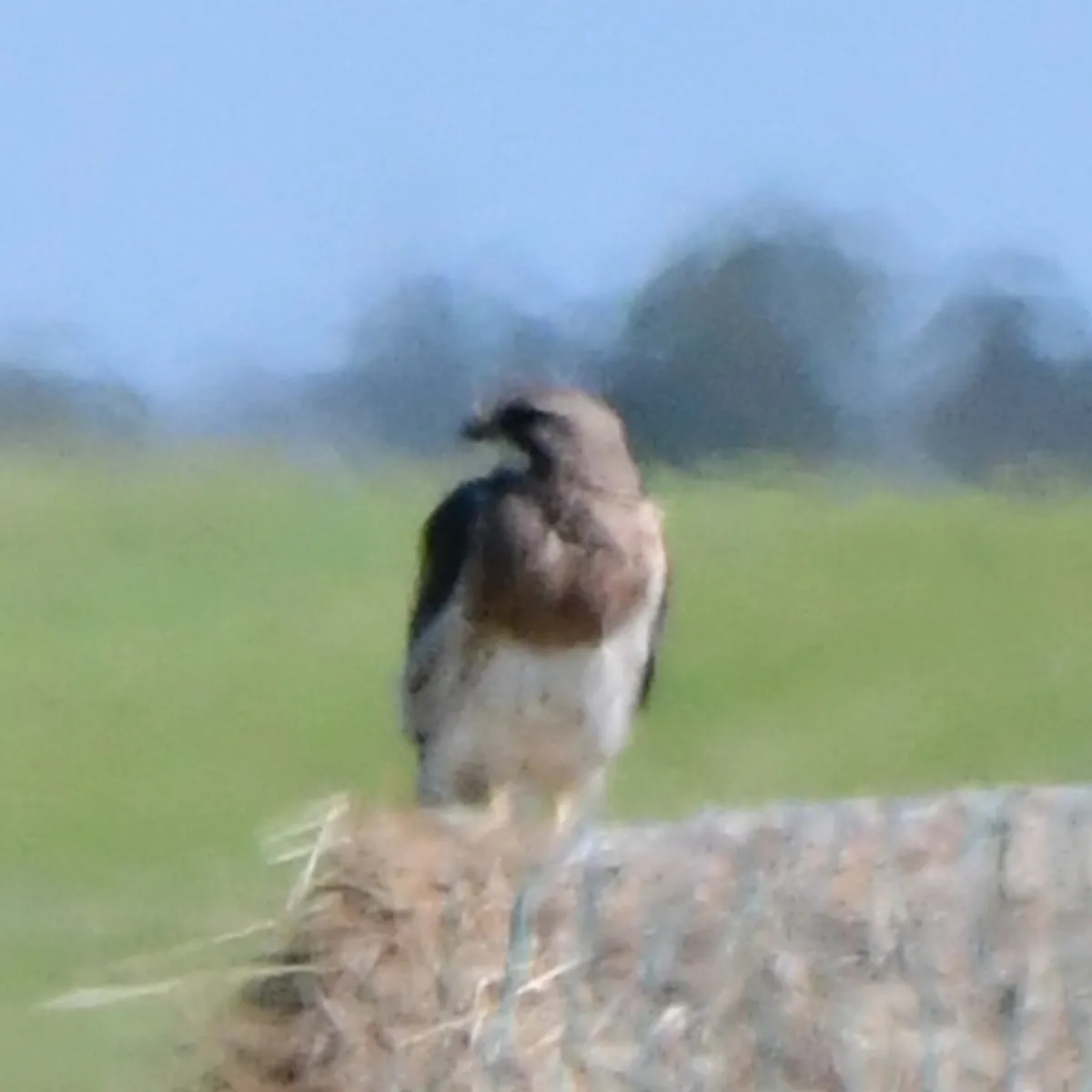 Spotted Swainson's Hawk