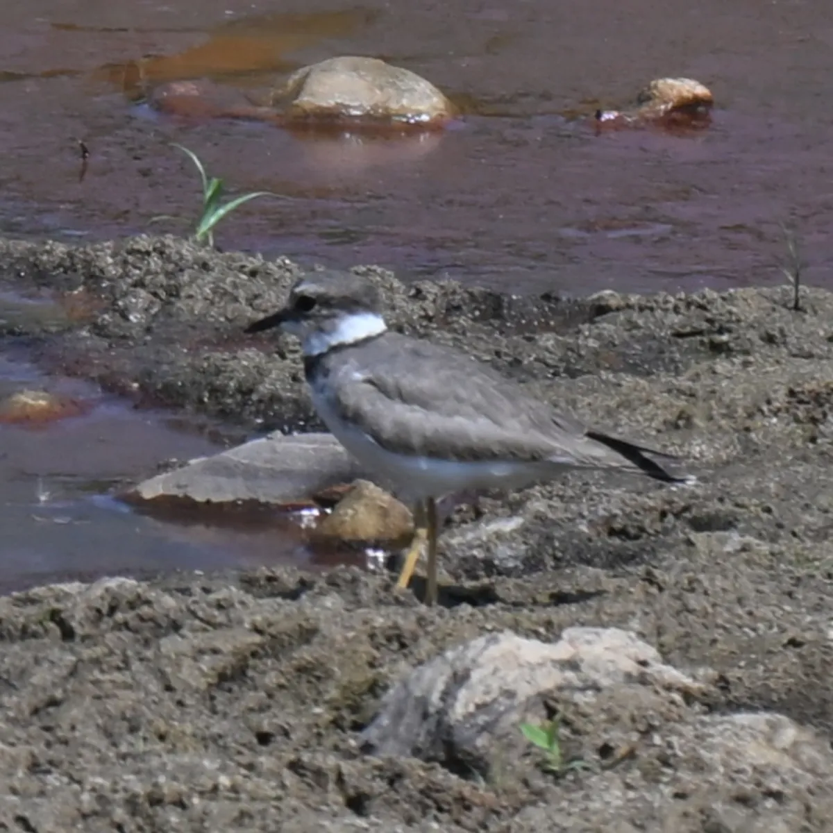 Spotted Long-billed Plover