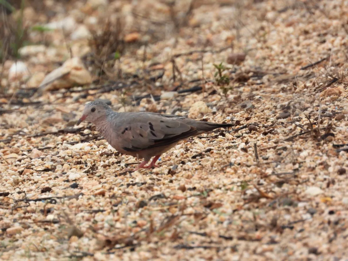 Spotted Common Ground Dove
