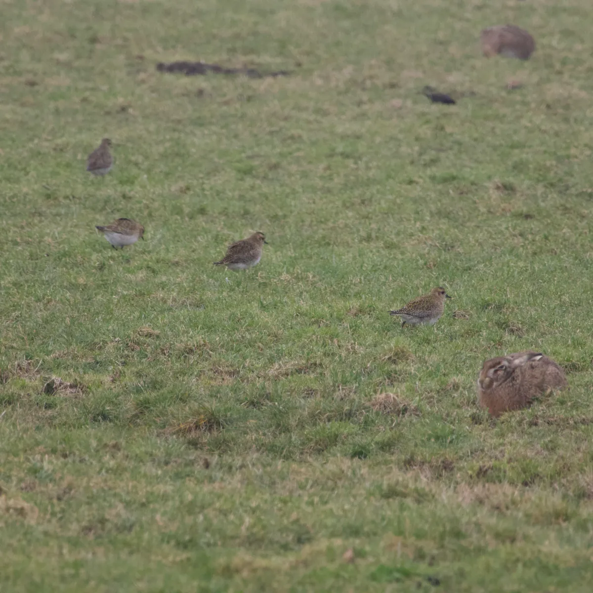 Gespotte Goudplevier