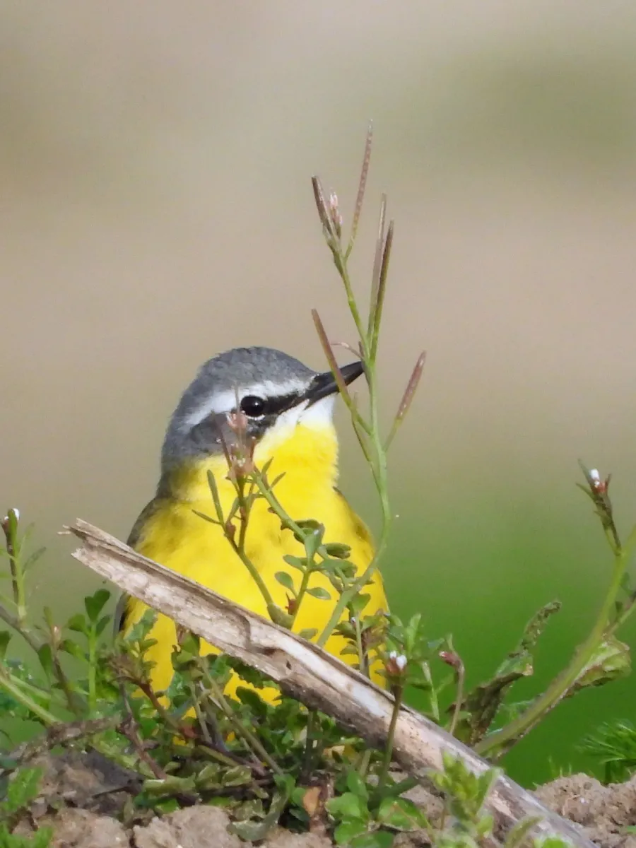 Gespotte Gele kwikstaart