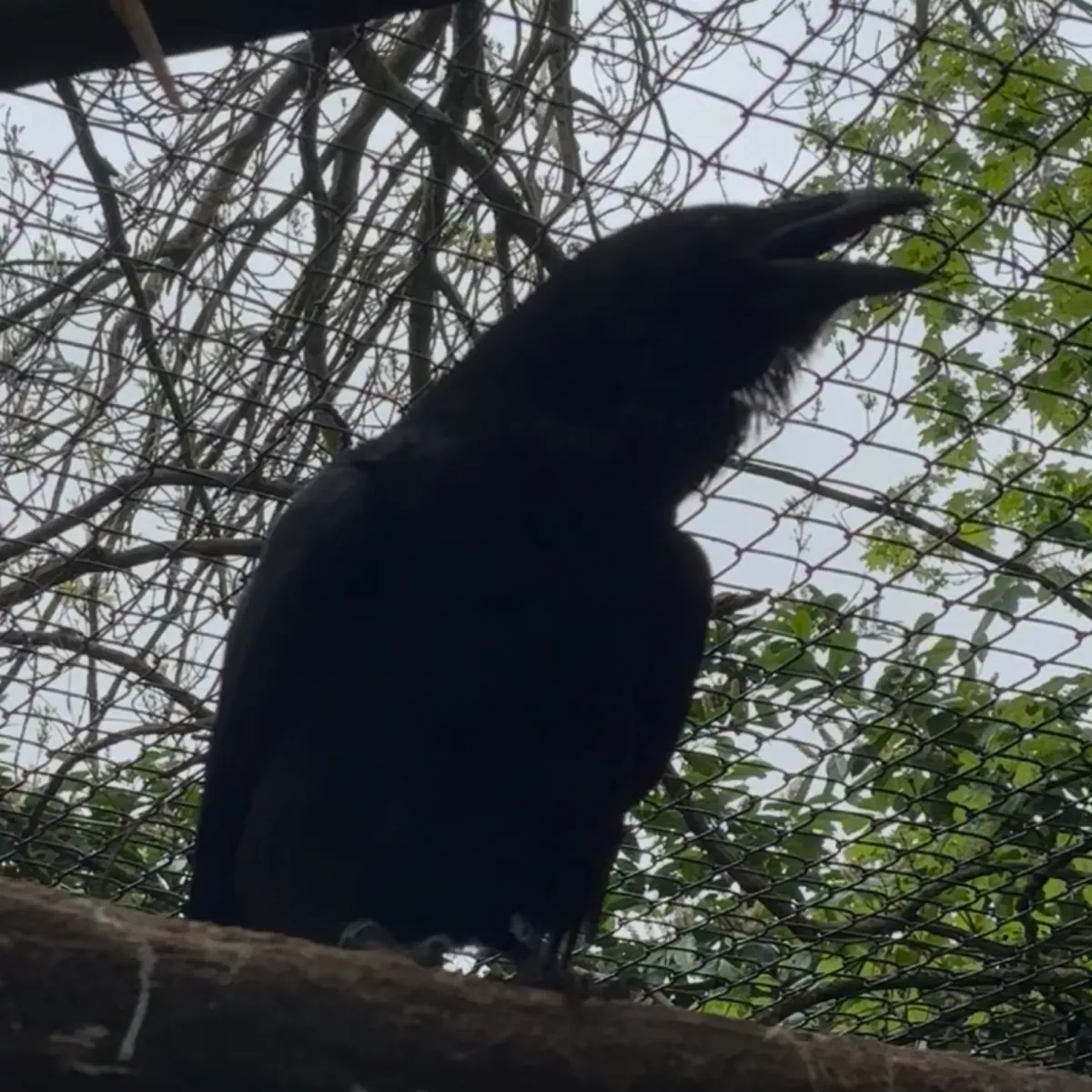 Spotted Common Raven