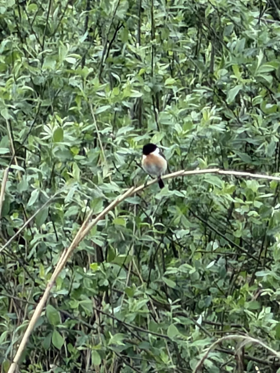 Spotted European Stonechat