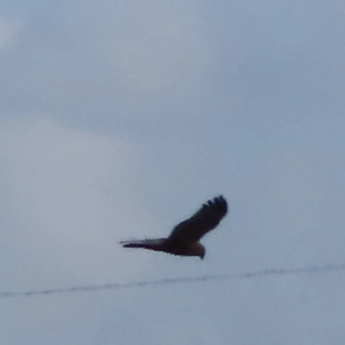 Spotted Western Marsh Harrier