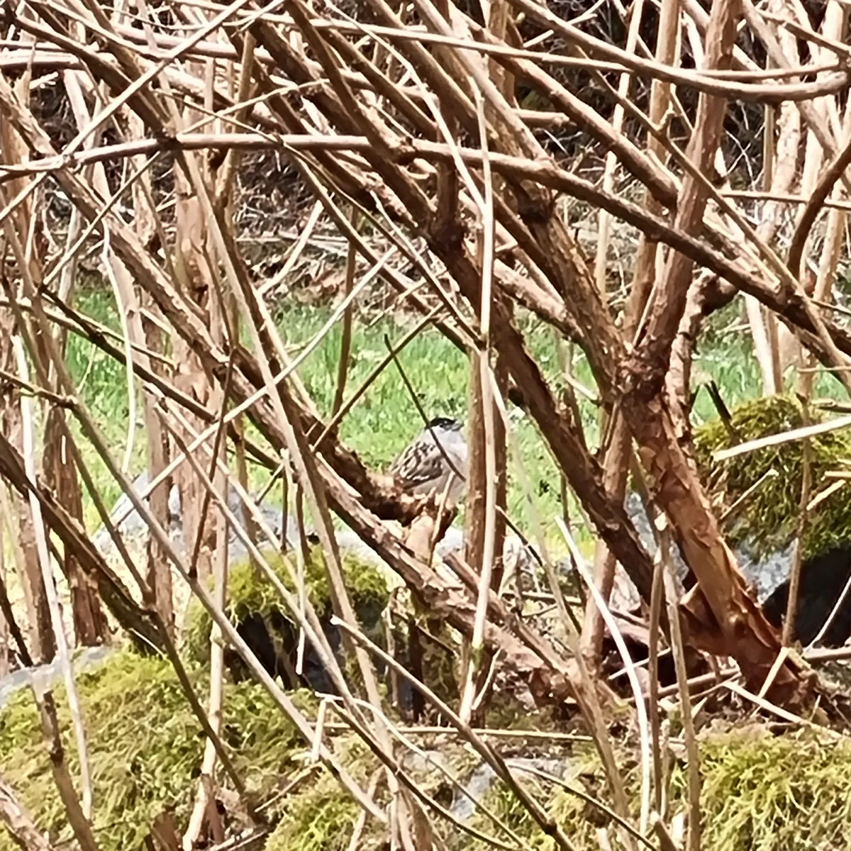 Spotted Golden-crowned Sparrow
