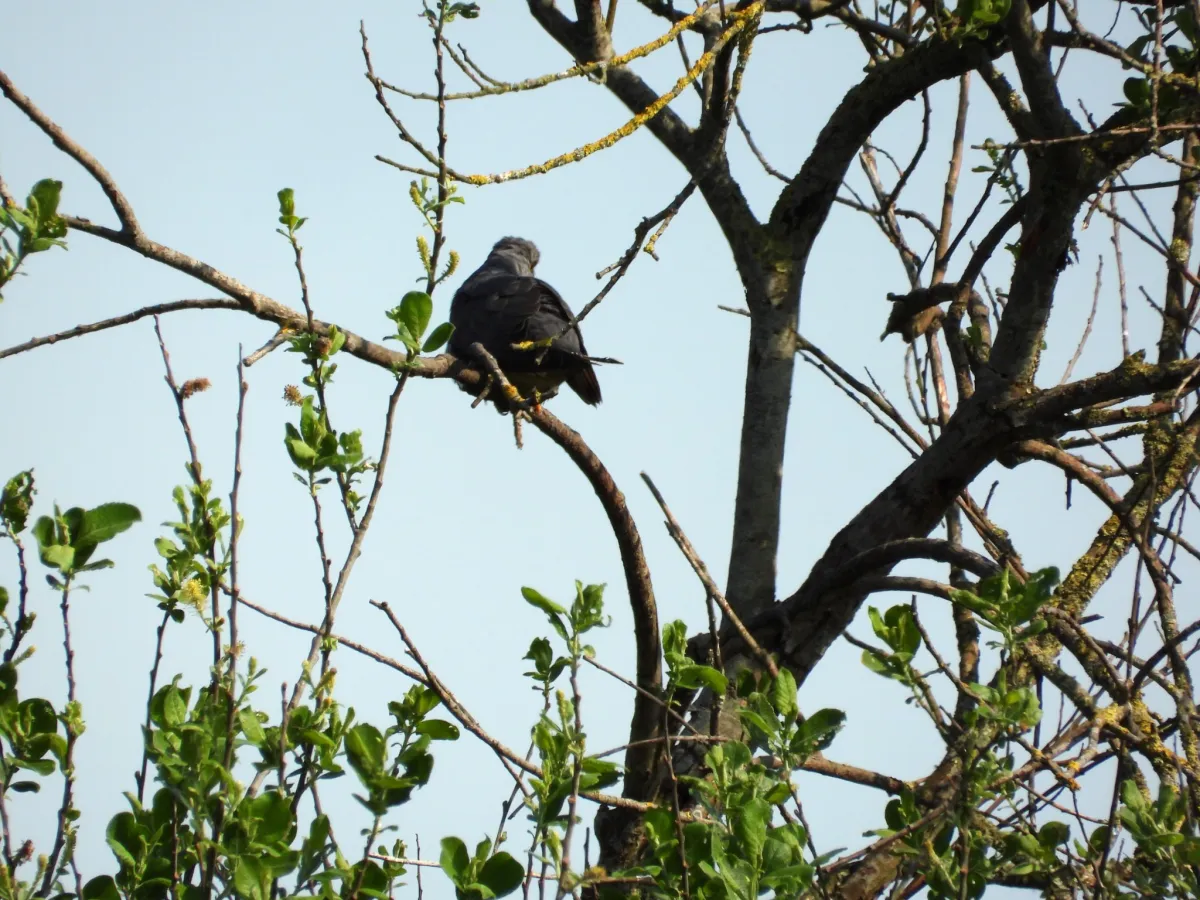 Spotted Common Cuckoo
