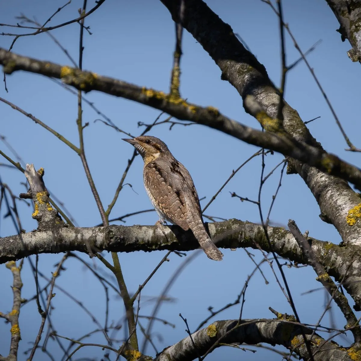 Spotted Eurasian Wryneck