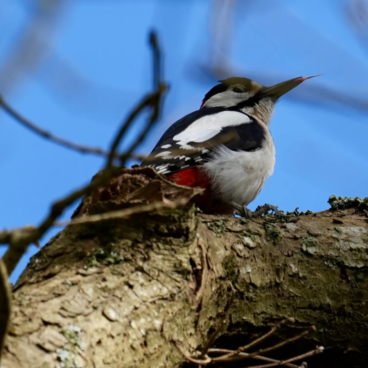 Spotted Great Spotted Woodpecker