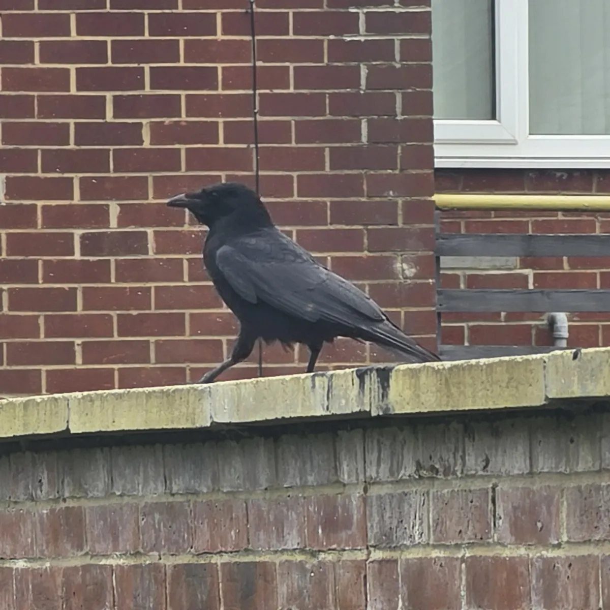 Spotted Common Raven