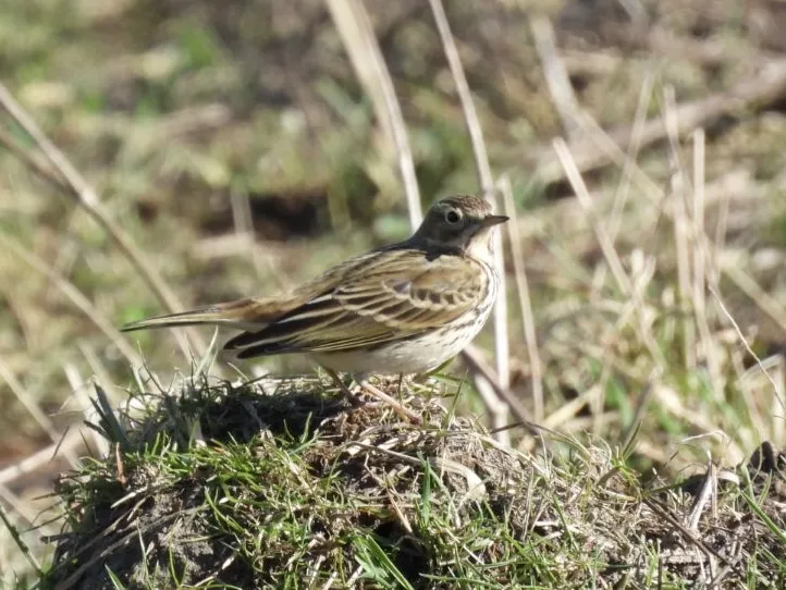 Spotted Meadow Pipit