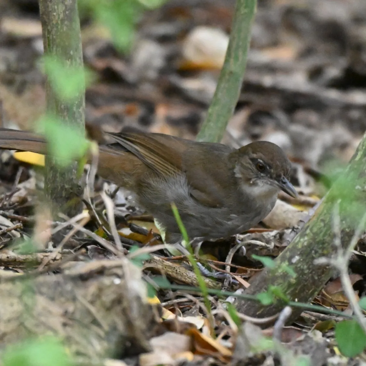 Spotted Terrestrial Brownbul