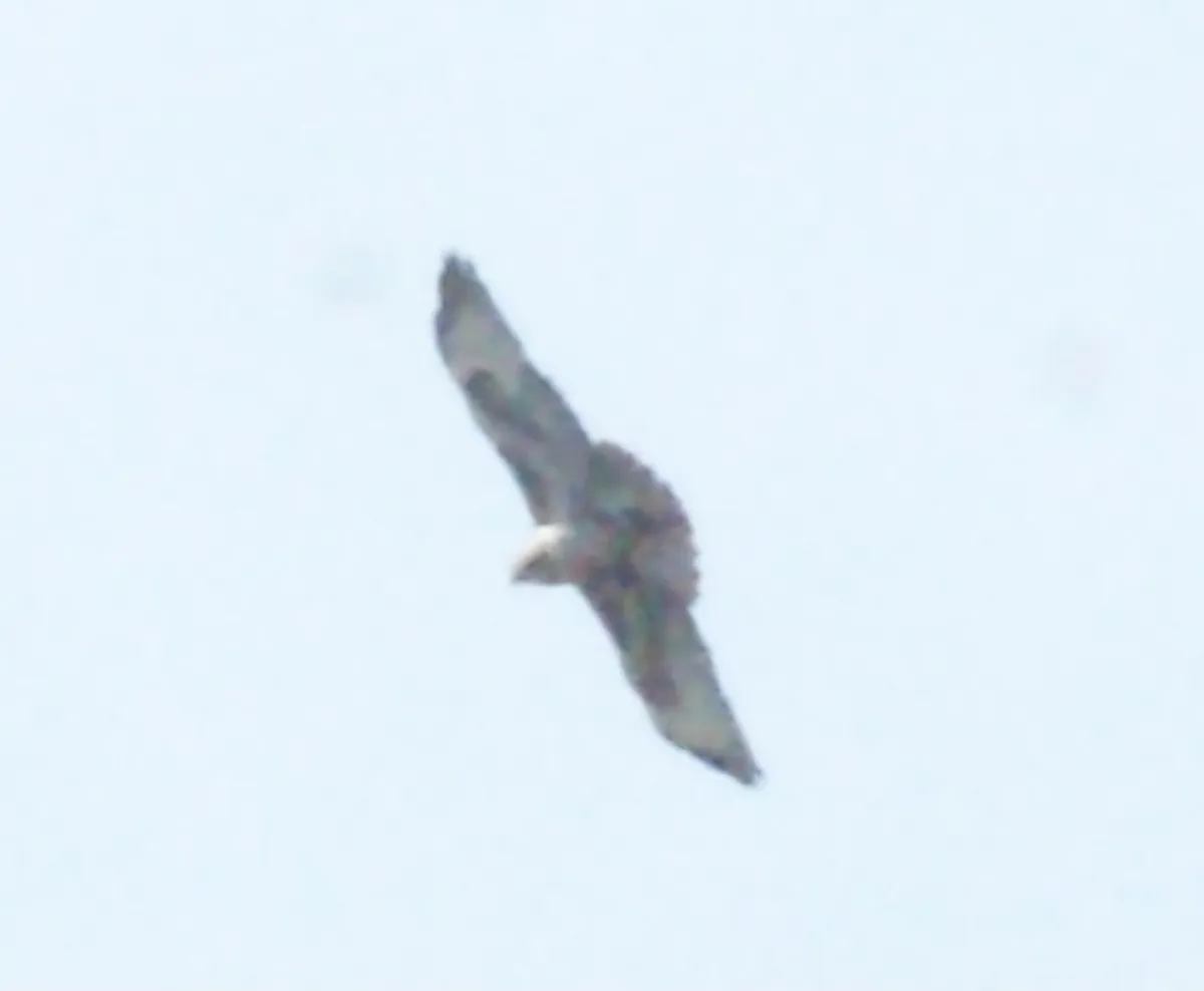 Gespotte Blauwe kiekendief