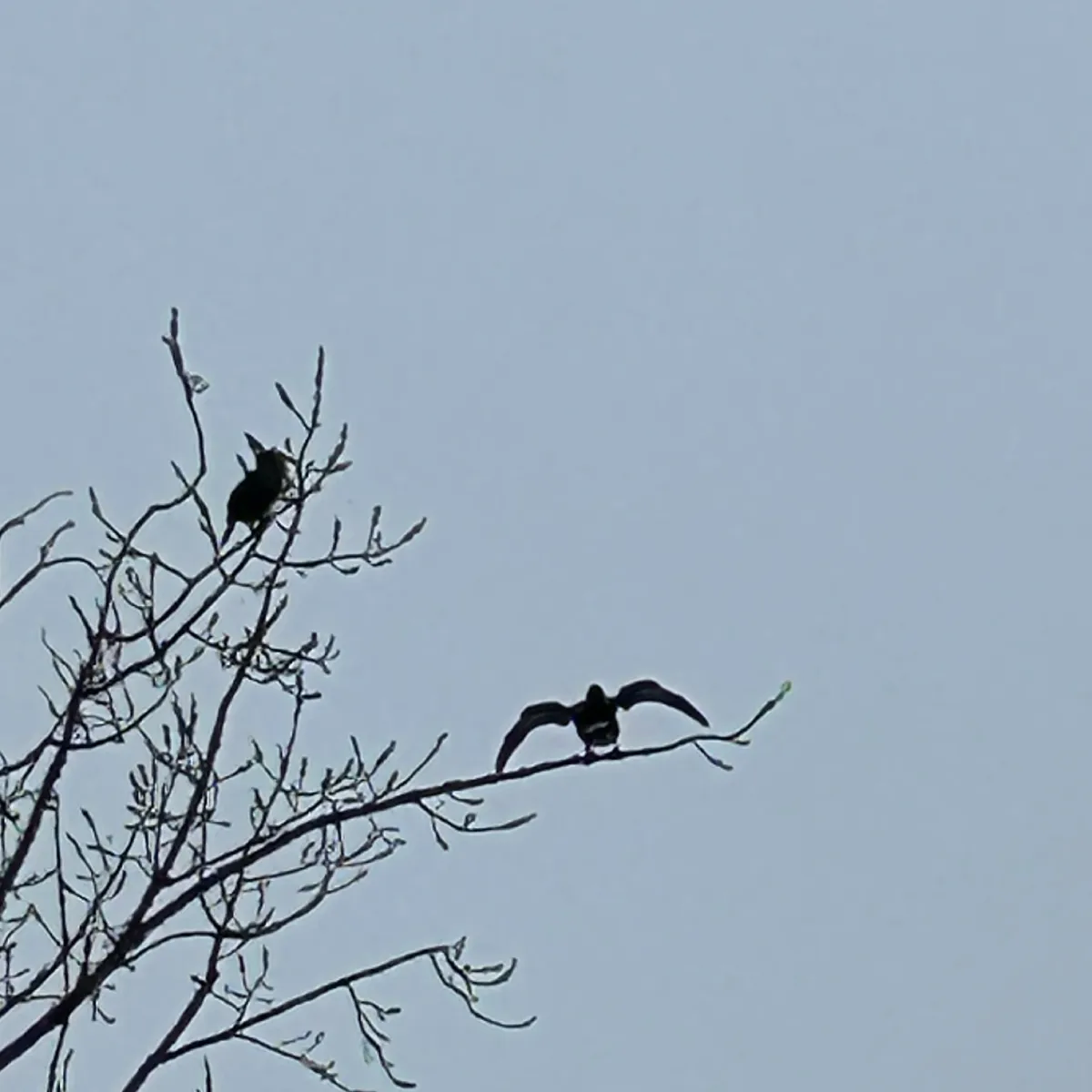 Spotted Great Cormorant