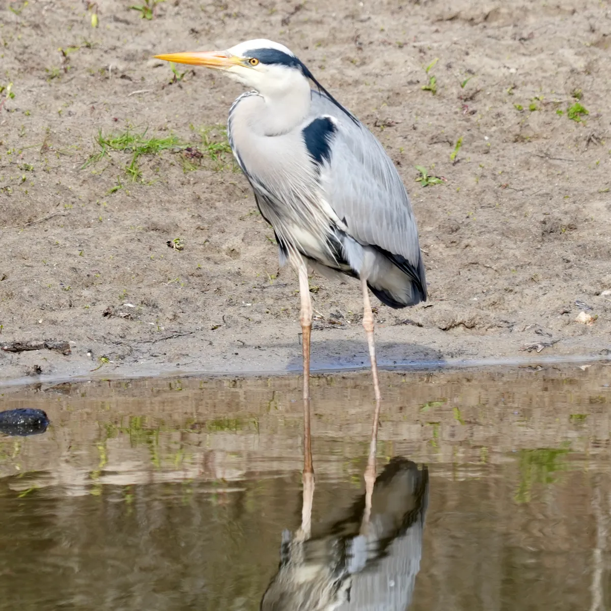 Spotted Gray Heron