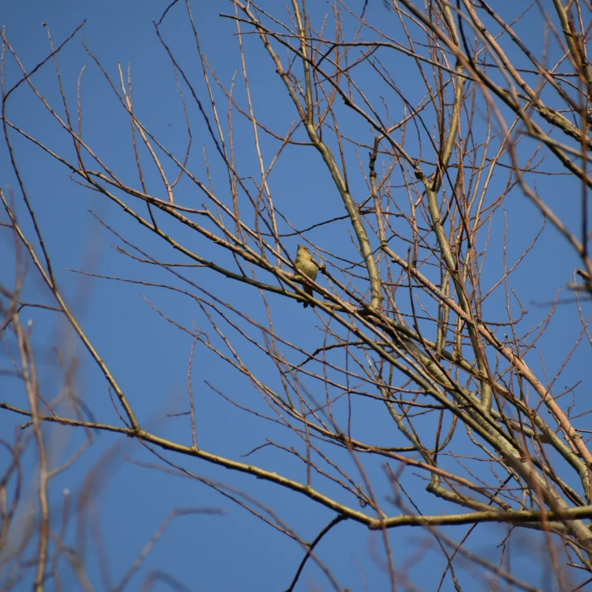 Spotted Common Chiffchaff