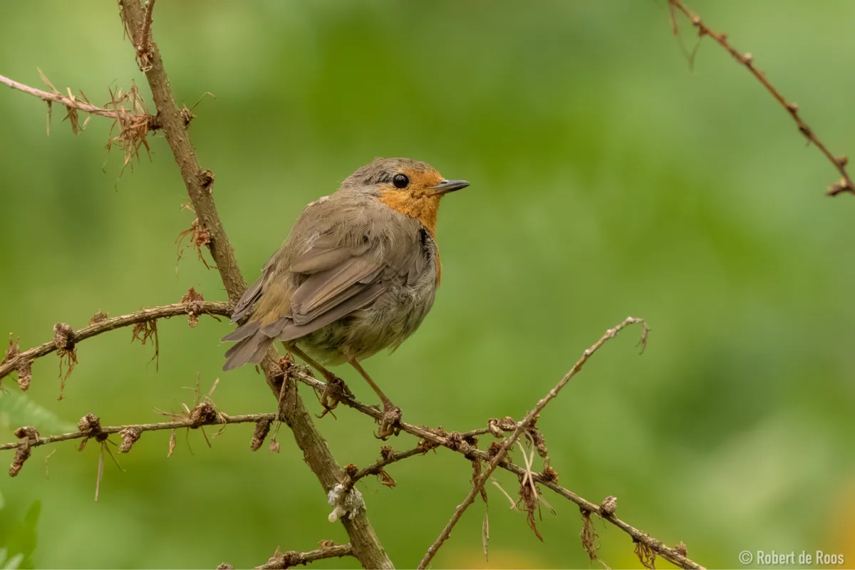 Spotted European Robin