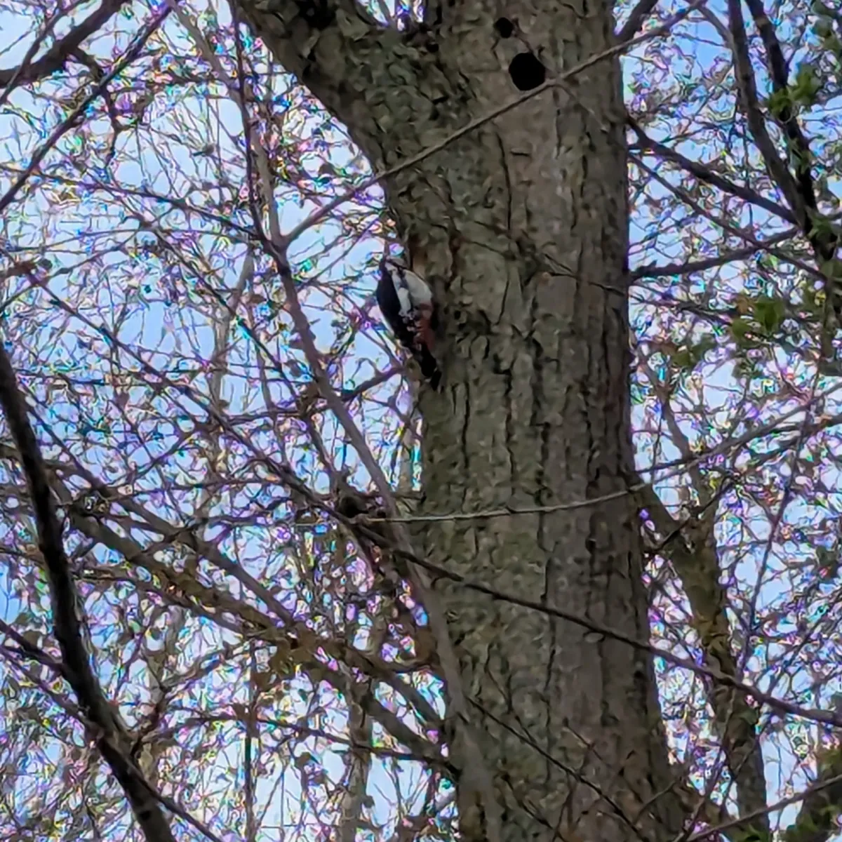 Gespotte Grote bonte specht