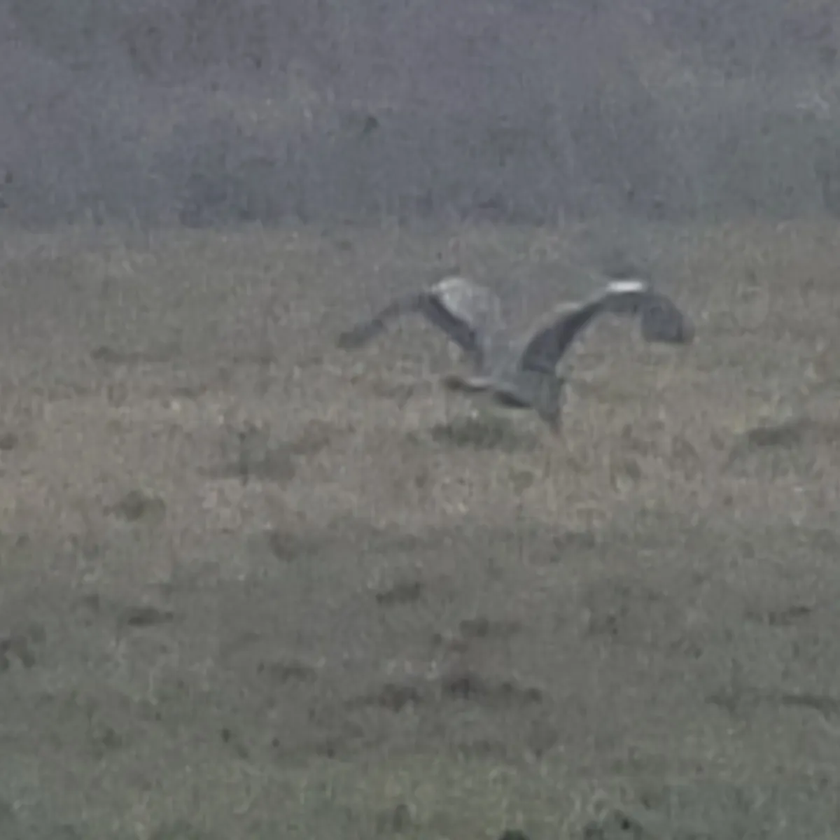 Spotted White Stork