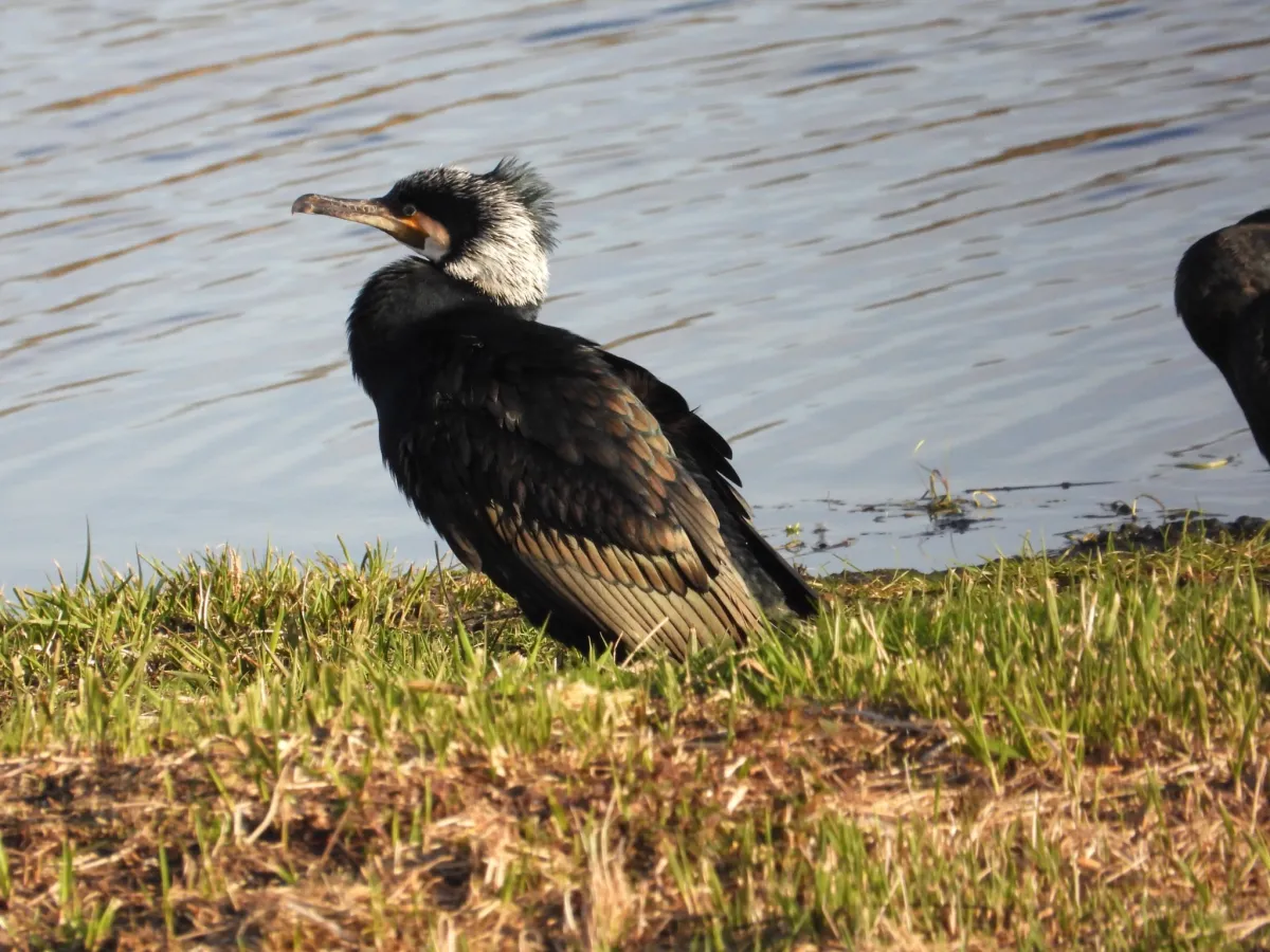 Gespotte Aalscholver