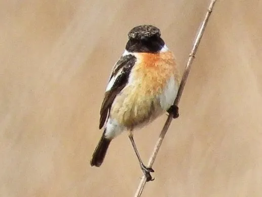 Gespotte Roodborsttapuit