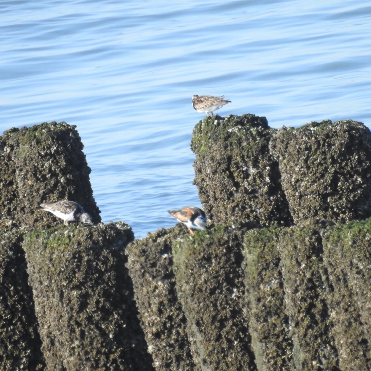 Spotted Ruddy Turnstone
