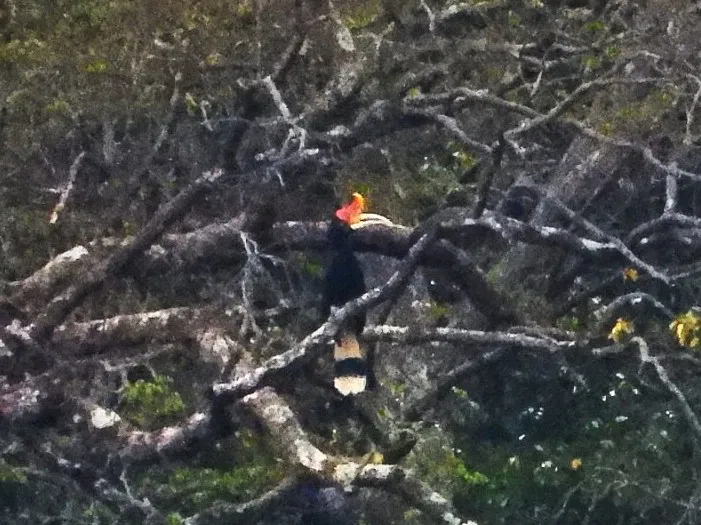 Gespotte Gewone neushoornvogel