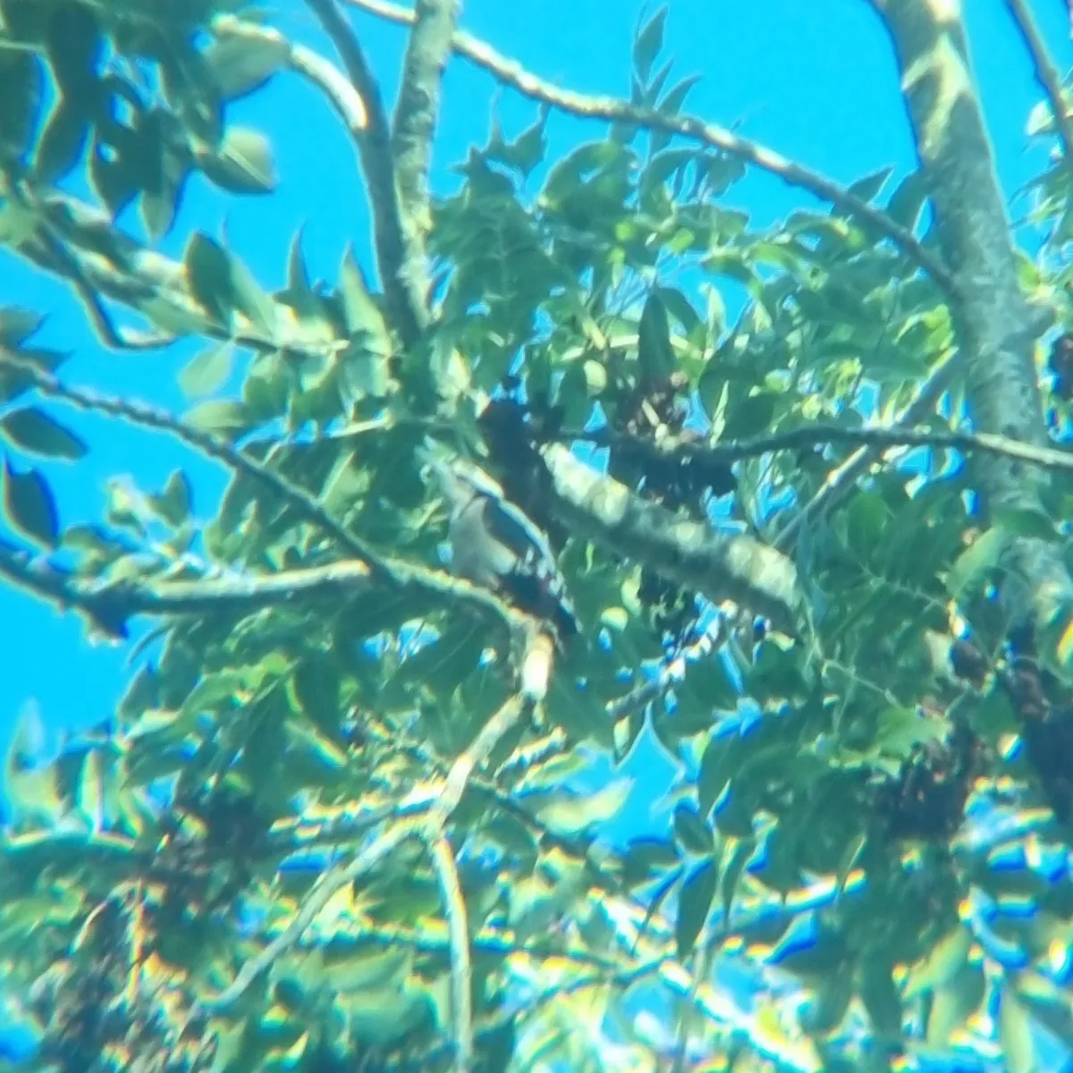 Spotted Great Spotted Woodpecker