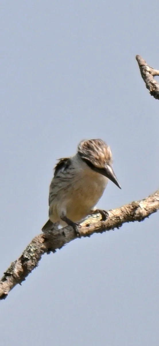 Waargenomen Gestreepte ijsvogel