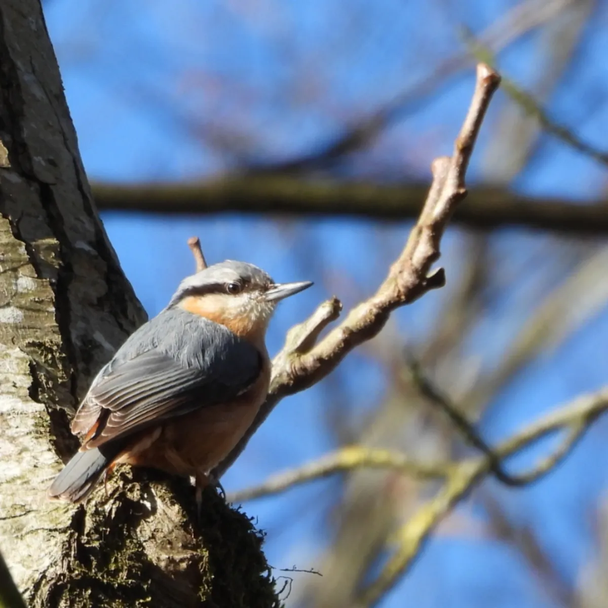 Spotted Eurasian Nuthatch