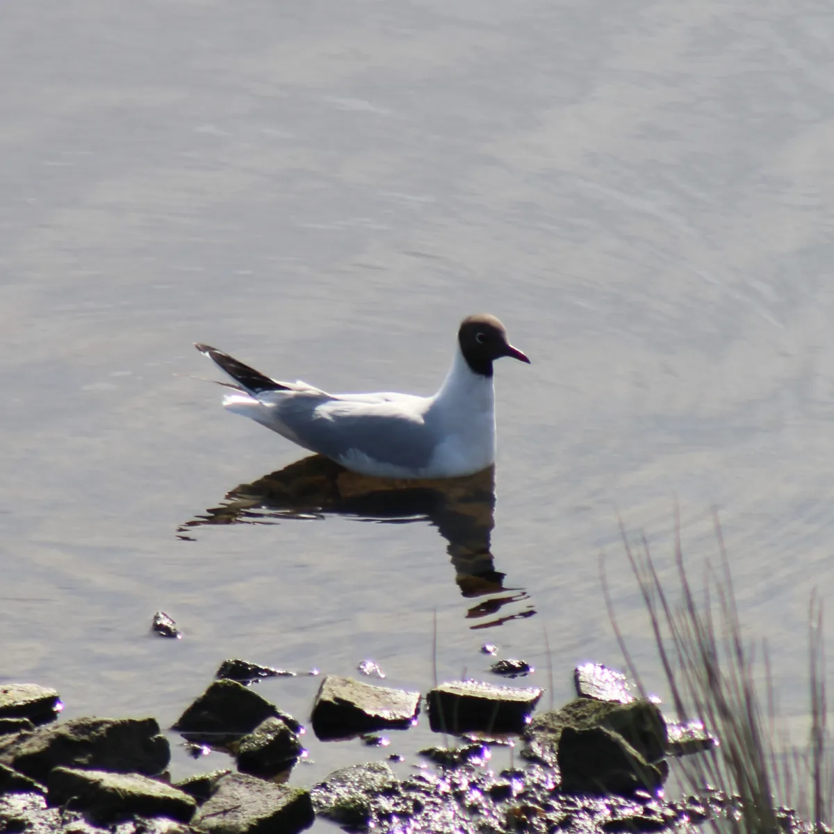 Spotted Black-headed Gull