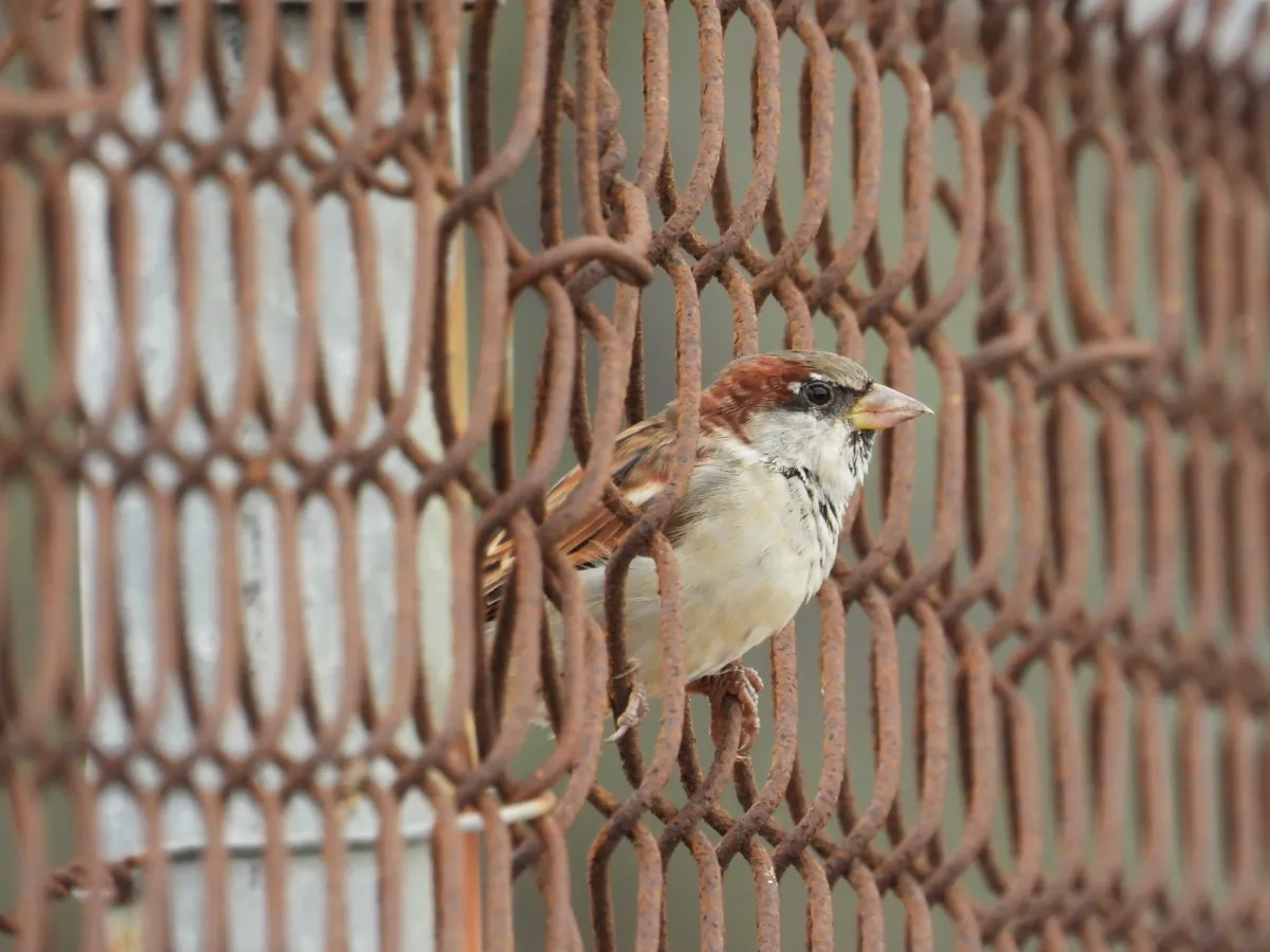 Spotted House Sparrow