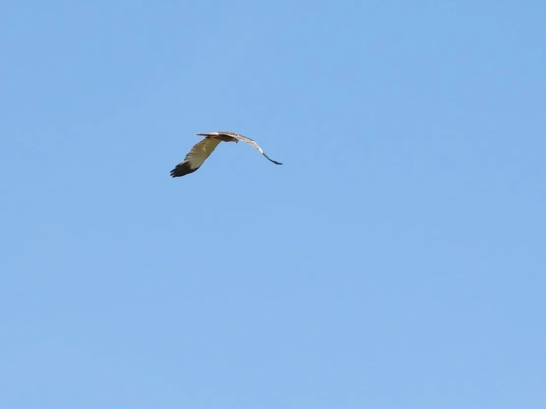 Spotted Western Marsh Harrier
