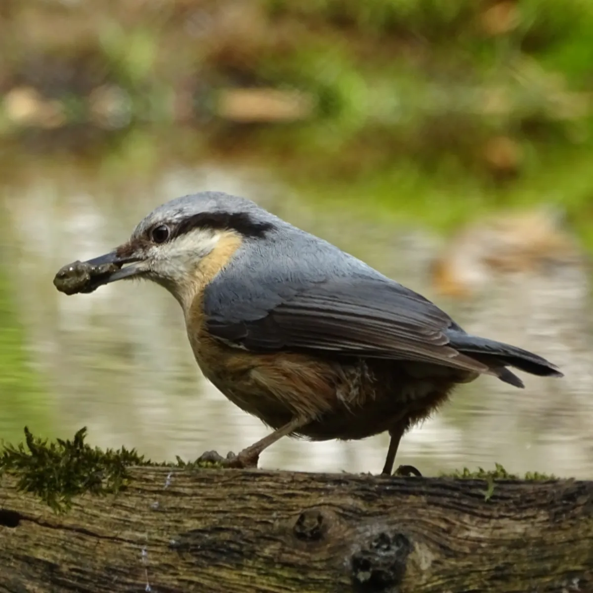 Spotted Eurasian Nuthatch