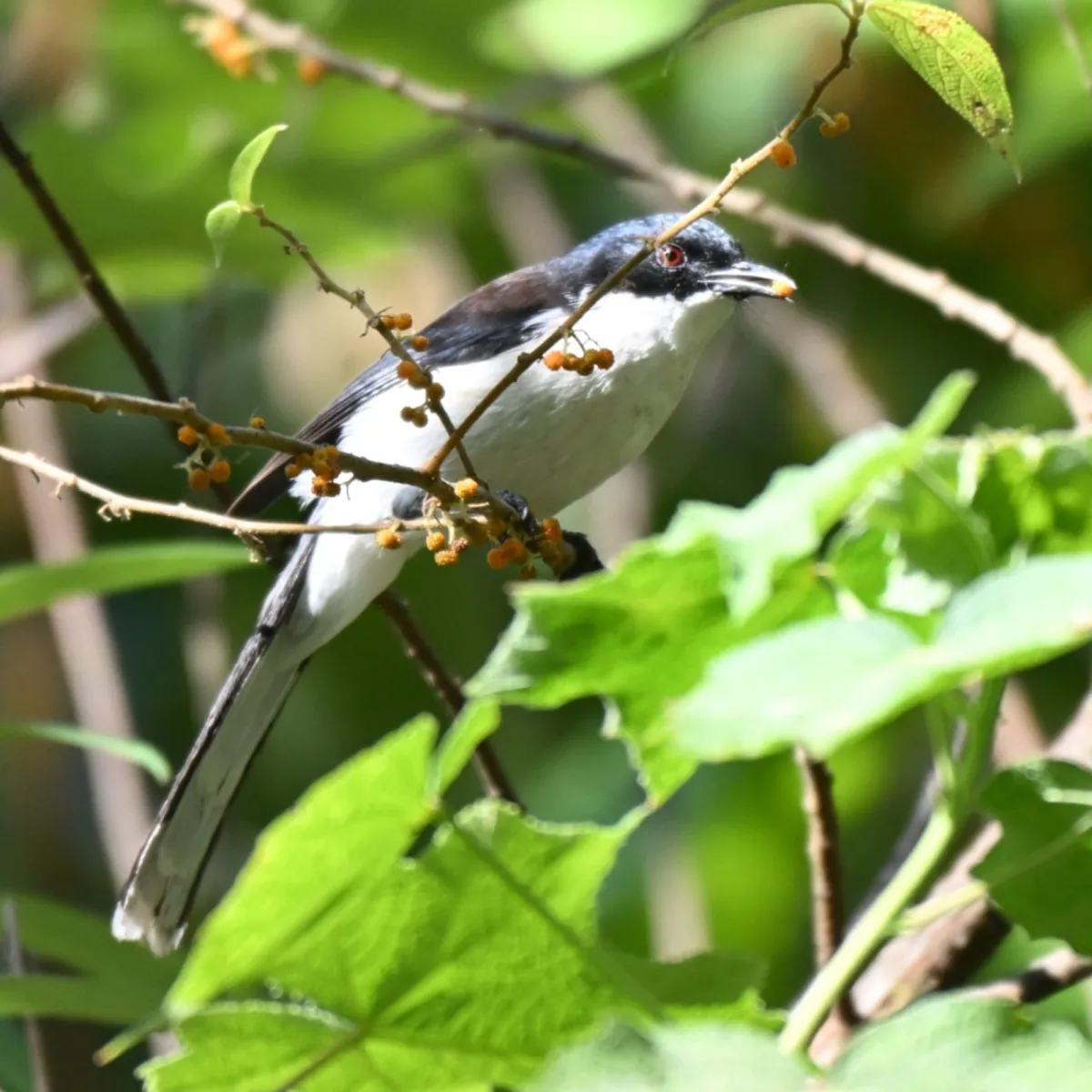 Spotted Black-backed Sibia